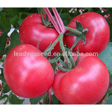 AT071 Xiula indeterminate grow f1 hybrid tomato seeds pink color